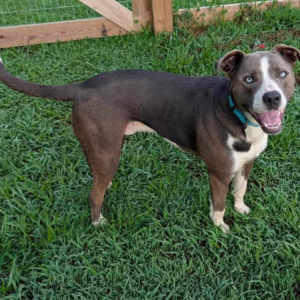 Enlarge Julius, a Adoptable Mixed Breed in Clarksville, TN image 5/6