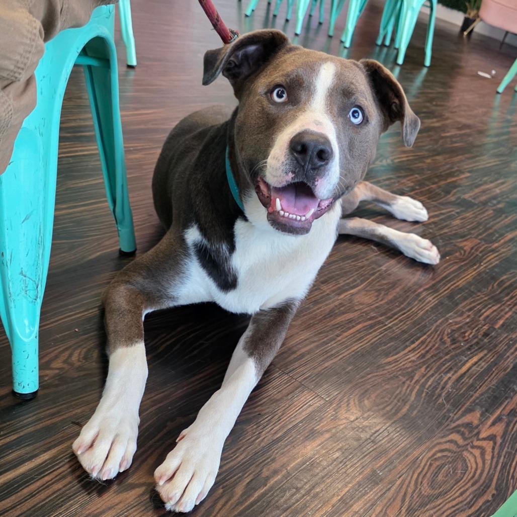 Enlarge Julius, a Adoptable Mixed Breed in Clarksville, TN image 6/6