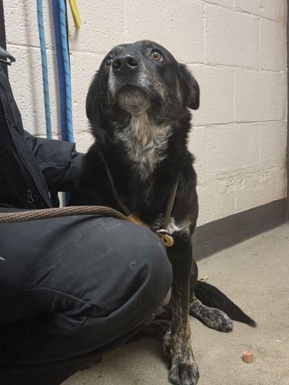 Enlarge Cookie, a ADOPTABLE mixed breed in Canon City, CO image 1/1
