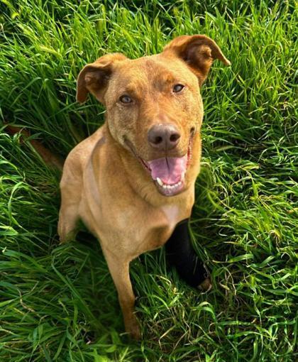 Hazel, Adoptable, Adult Female Shepherd & Mixed Breed.