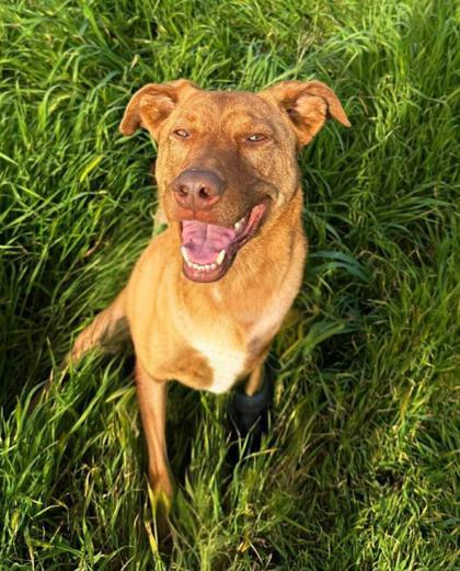 Enlarge Hazel, a Adoptable mixed breed in Visalia, CA image 2/3