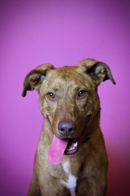 Enlarge Hazel, a Adoptable mixed breed in Visalia, CA image 3/3