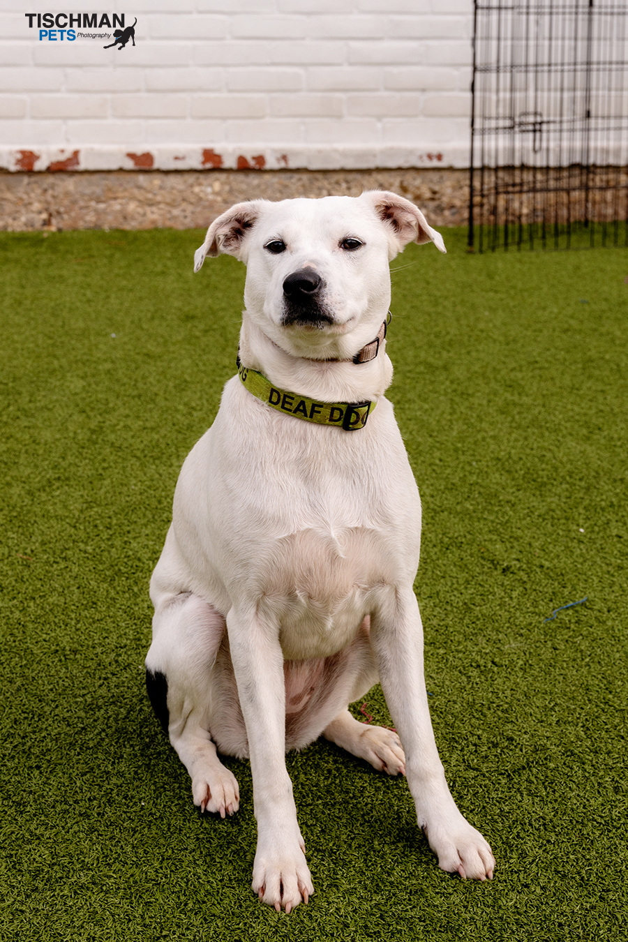 Enlarge Elle, a Adoptable mixed breed in Stamford, CT image 1/12
