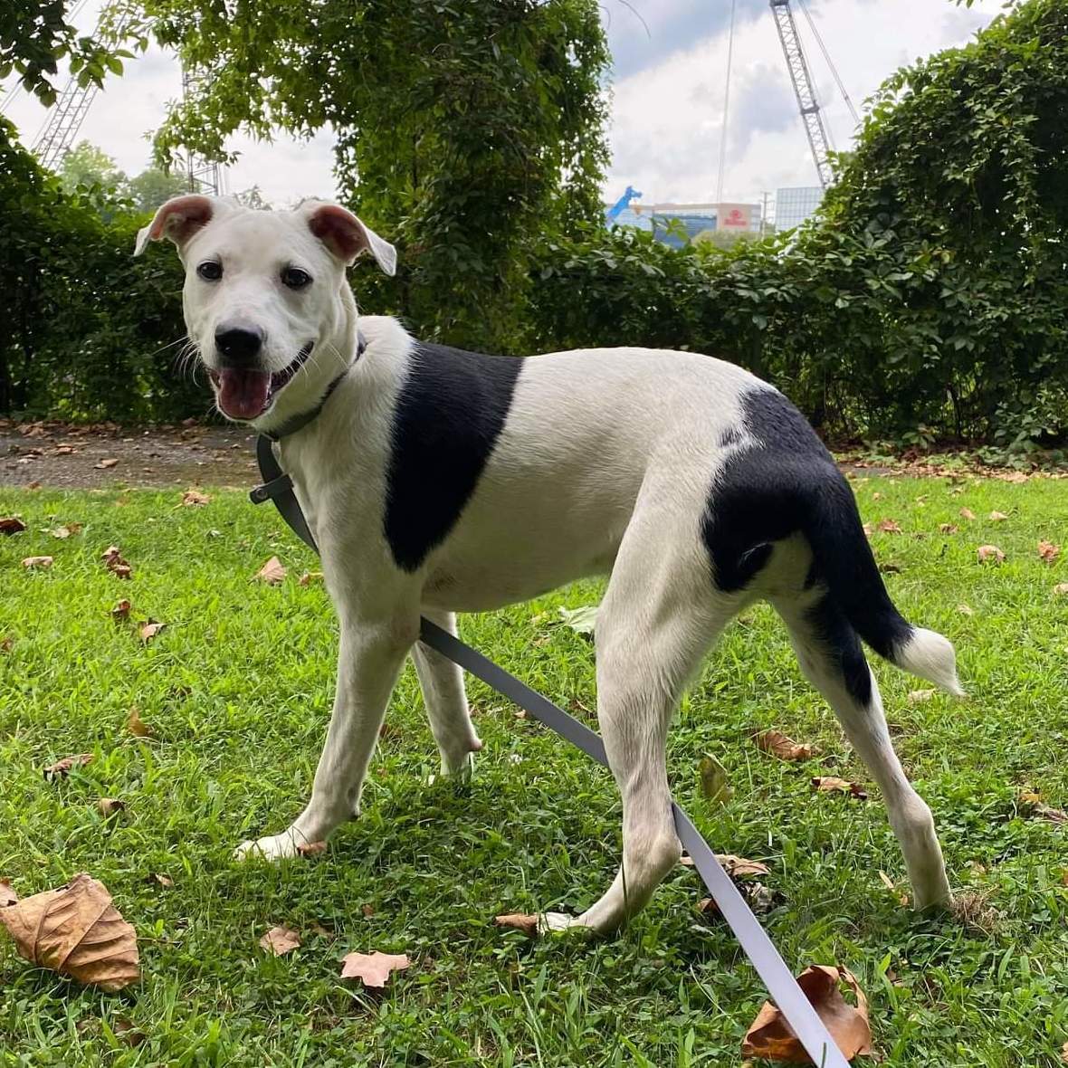 Enlarge Elle, a Adoptable mixed breed in Stamford, CT image 2/12