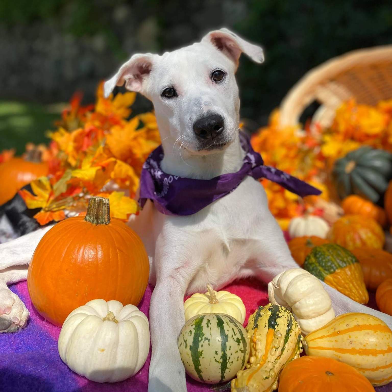Enlarge Elle, a Adoptable mixed breed in Stamford, CT image 3/12