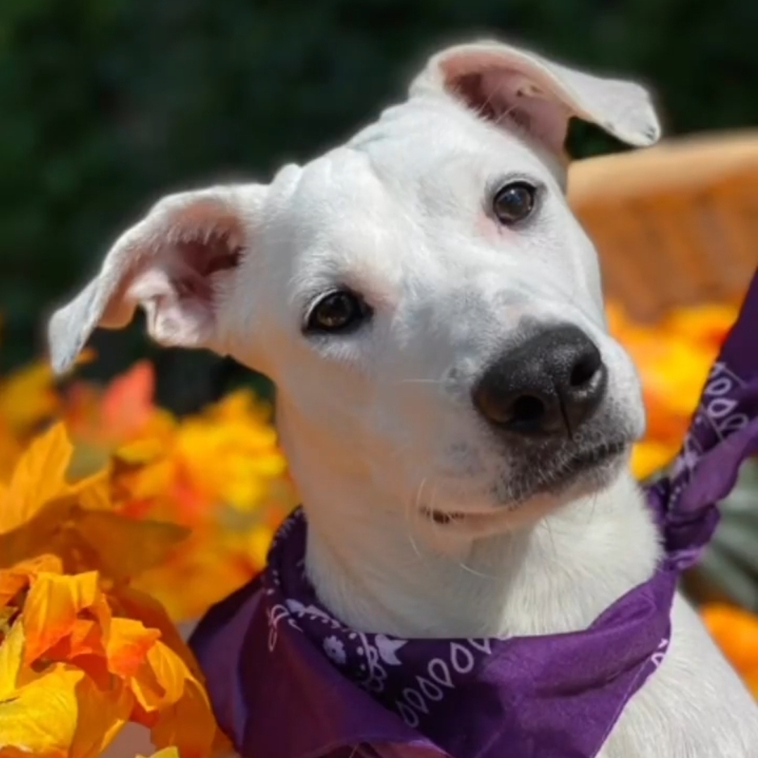 Enlarge Elle, a Adoptable mixed breed in Stamford, CT image 4/12