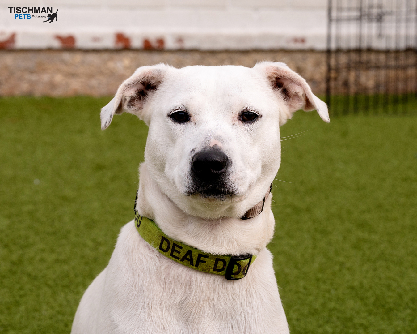 Enlarge Elle, a Adoptable mixed breed in Stamford, CT image 6/12