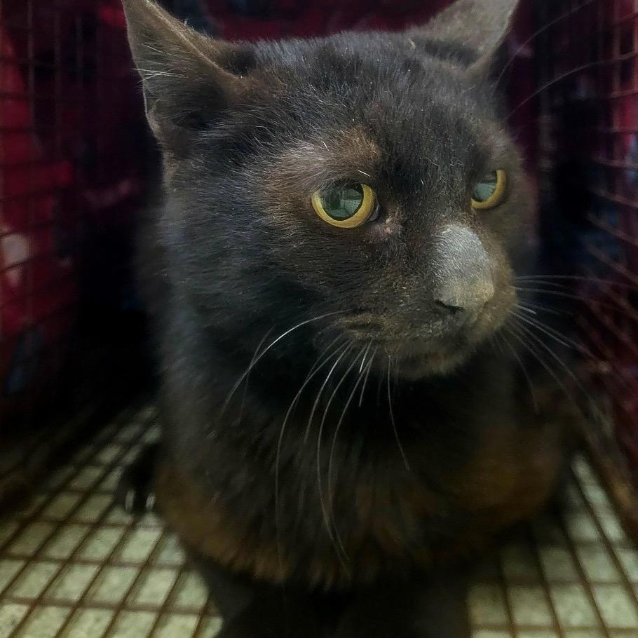 Shiba (FS 1), Adoptable, Adult Male Domestic Short Hair.