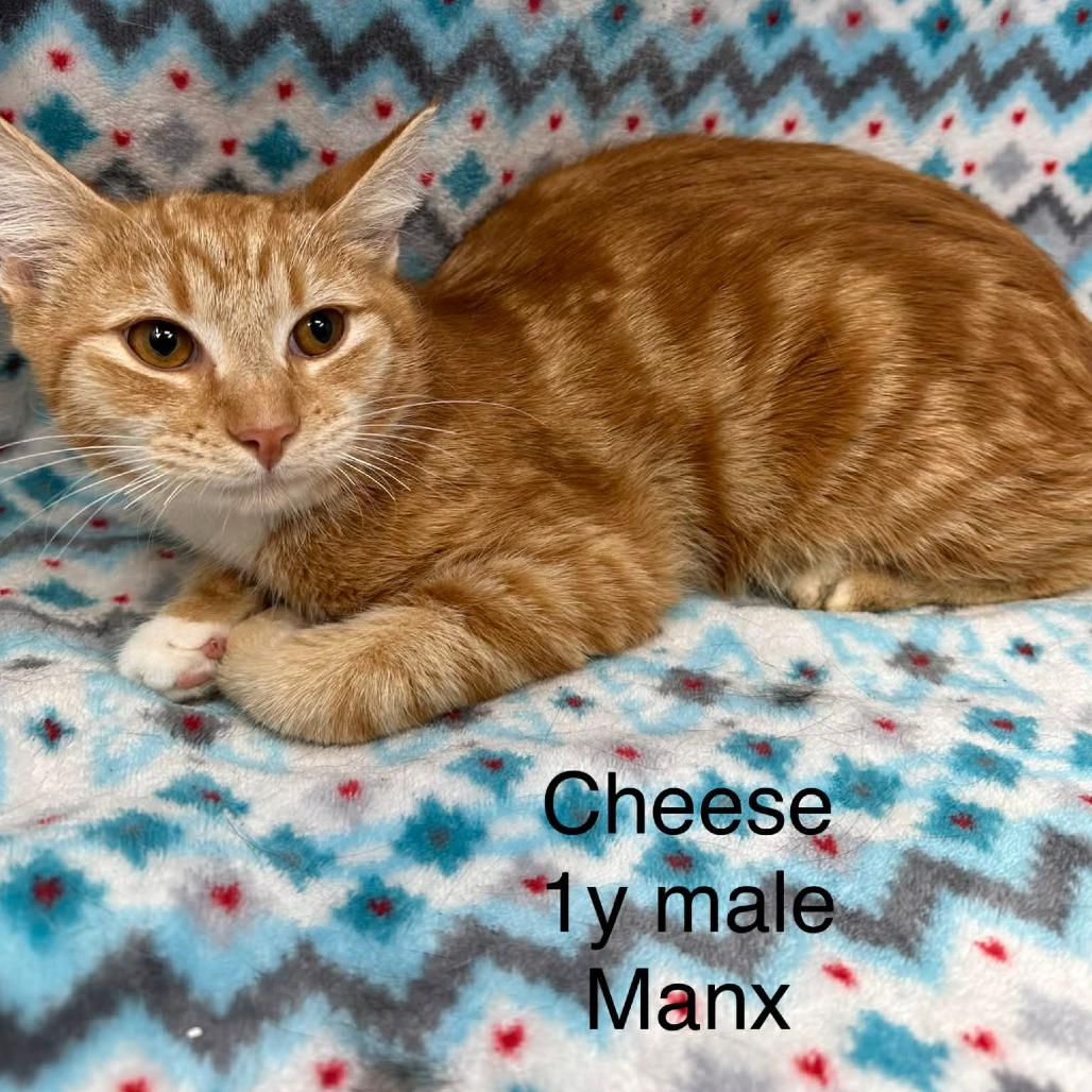 Cheese, Adoptable, Young Male Manx.