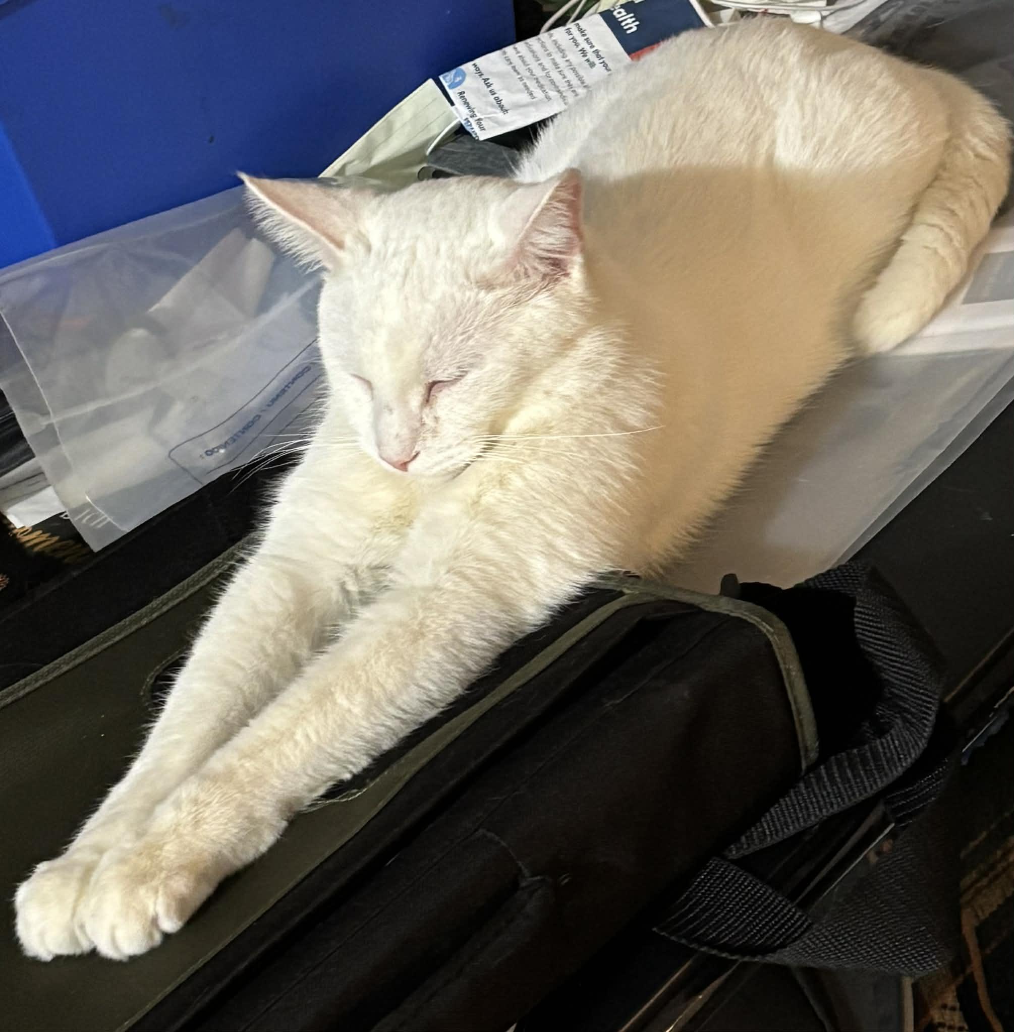 Enlarge Popa John , a ADOPTABLE Domestic Short Hair in London, ON image 6/6