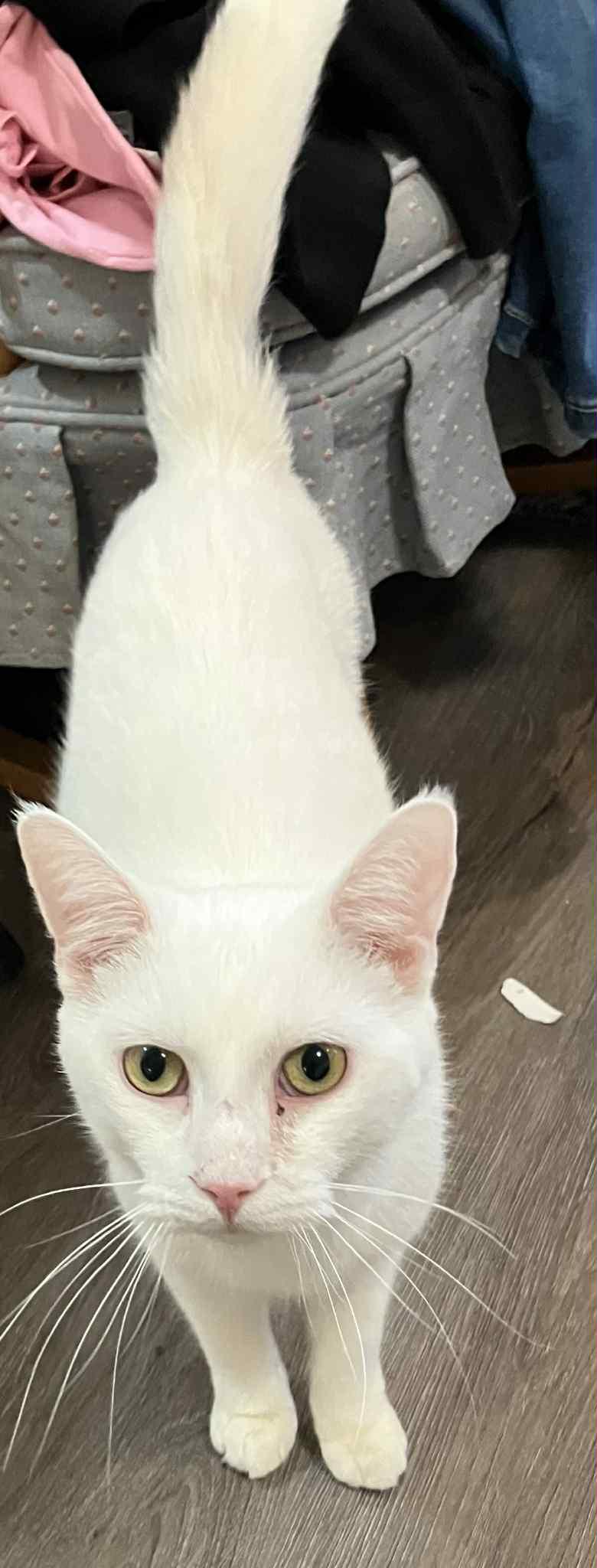 Enlarge Popa John , a ADOPTABLE Domestic Short Hair in London, ON image 1/4