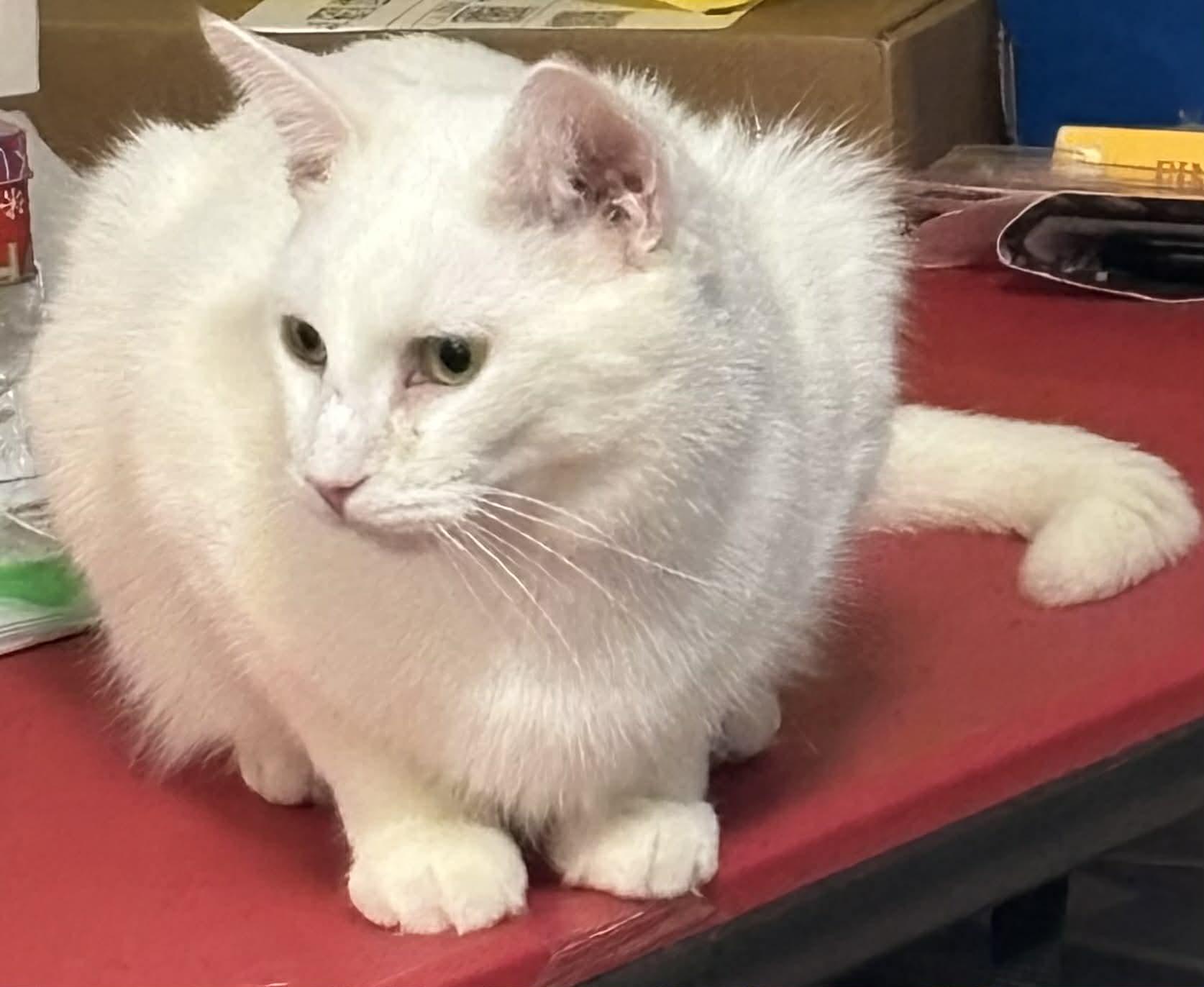 Enlarge Popa John , a ADOPTABLE Domestic Short Hair in London, ON image 5/6