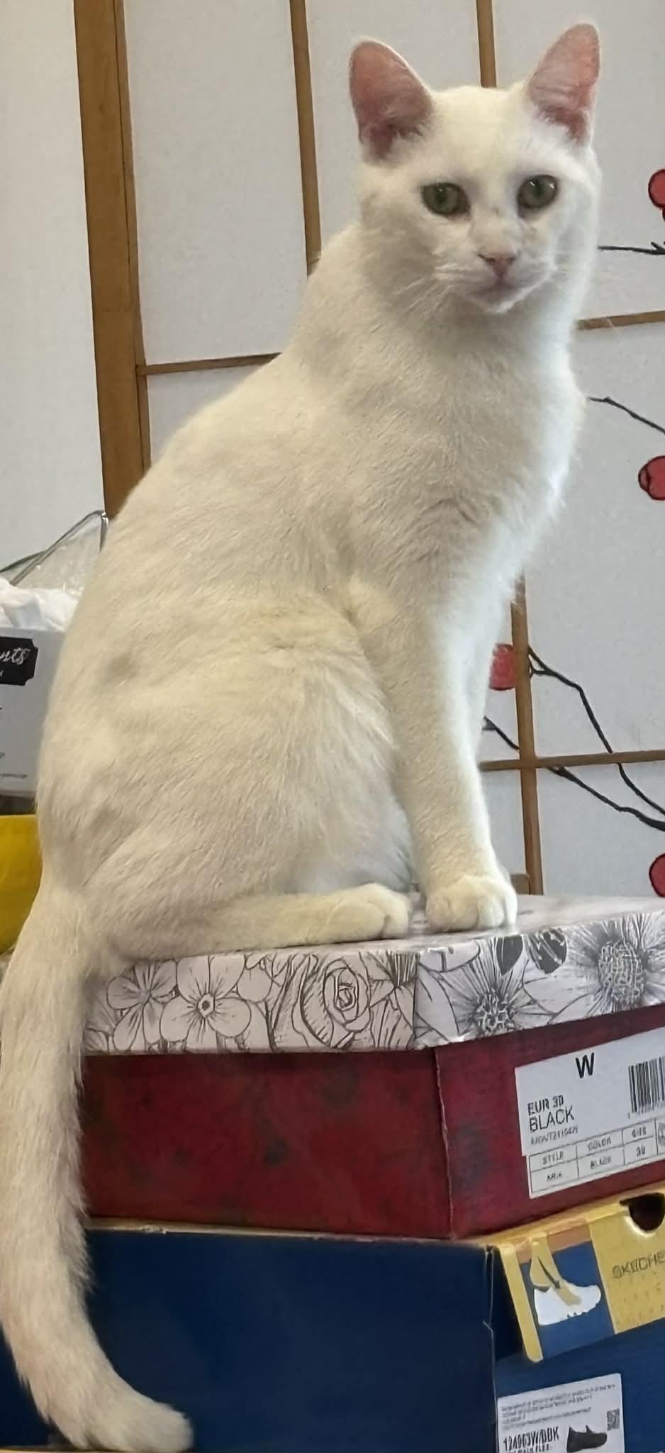 Popa John , ADOPTABLE, Adult Male Domestic Short Hair.