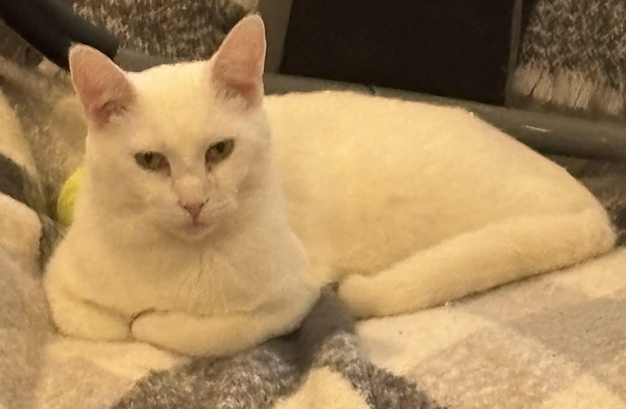 Enlarge Popa John , a ADOPTABLE Domestic Short Hair in London, ON image 4/6