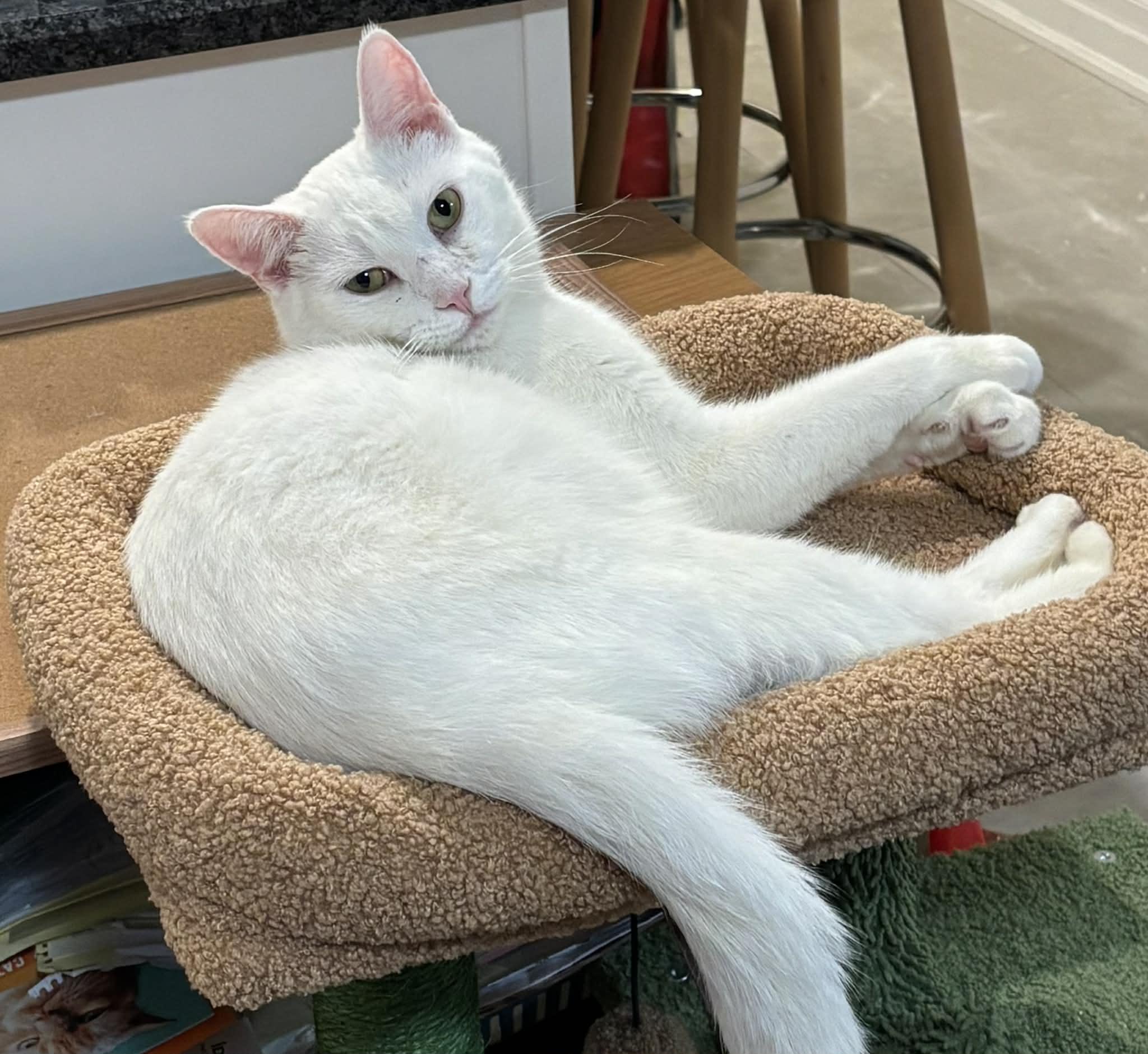 Enlarge Popa John , a ADOPTABLE Domestic Short Hair in London, ON image 2/6