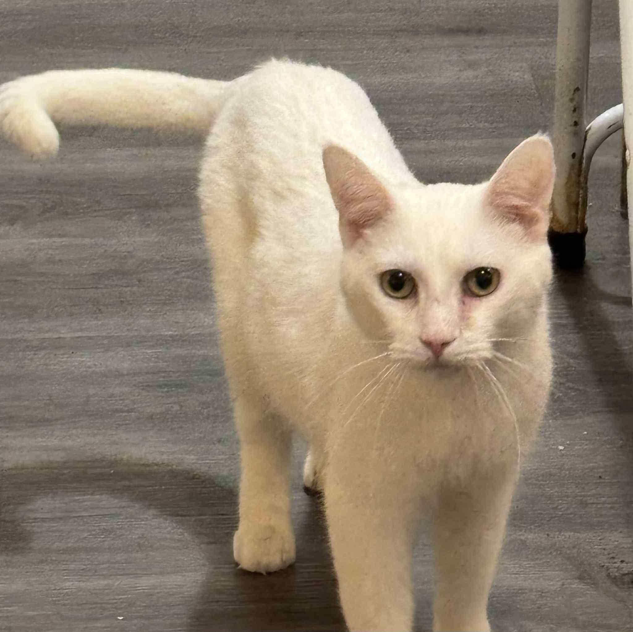 Enlarge Popa John , a ADOPTABLE Domestic Short Hair in London, ON image 2/4