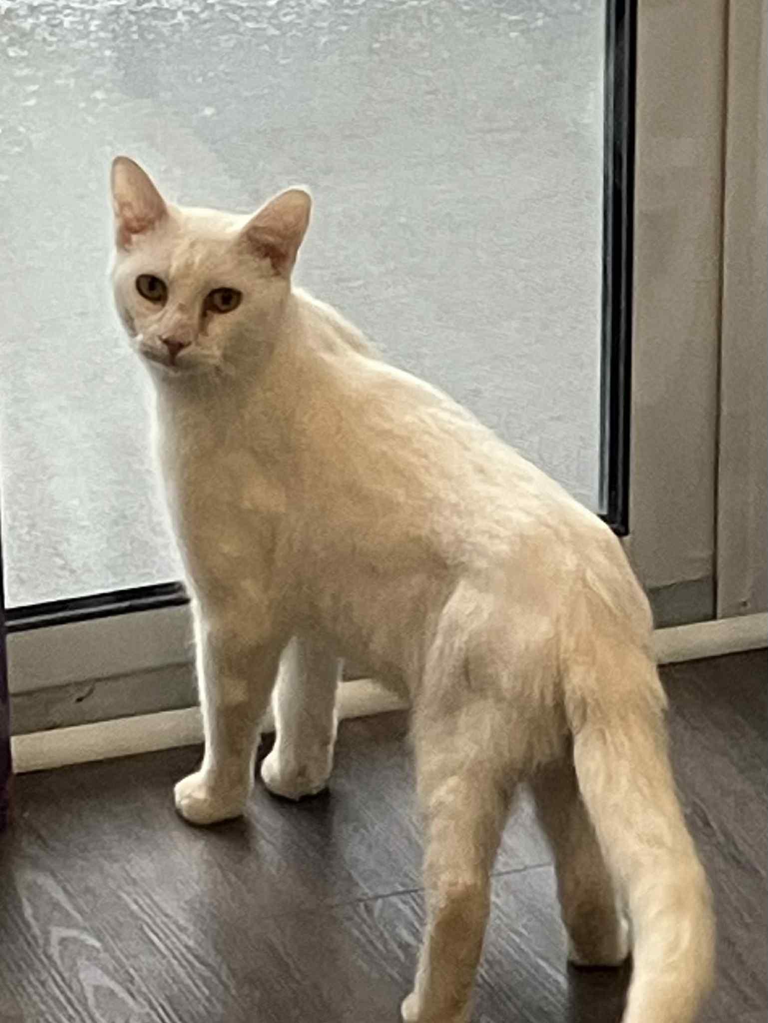 Enlarge Popa John , a ADOPTABLE Domestic Short Hair in London, ON image 3/4