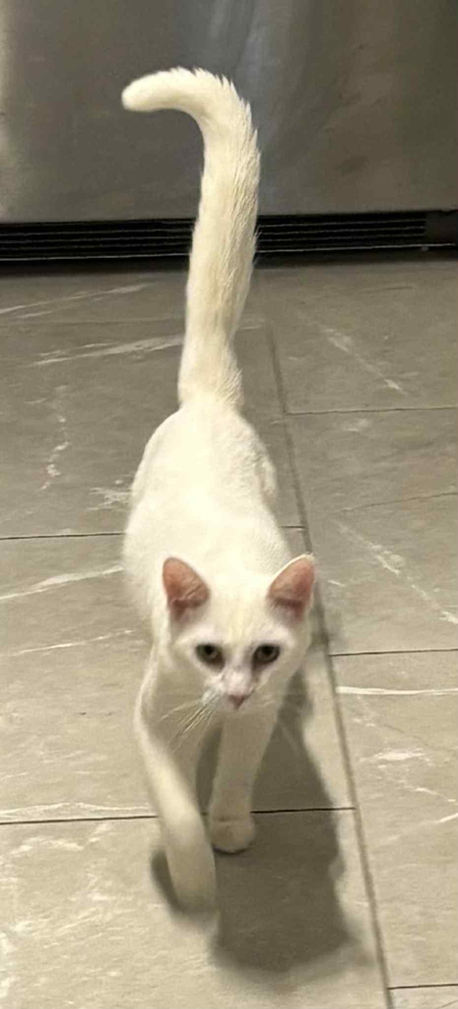 Enlarge Popa John , a ADOPTABLE Domestic Short Hair in London, ON image 4/4