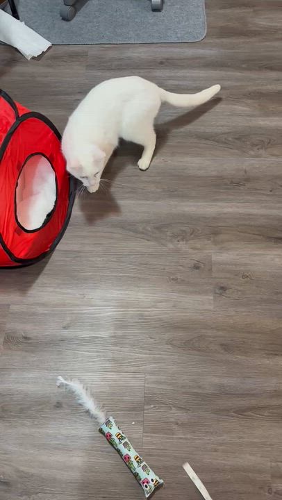 Enlarge Popa John , a ADOPTABLE Domestic Short Hair in London, ON video 3/6