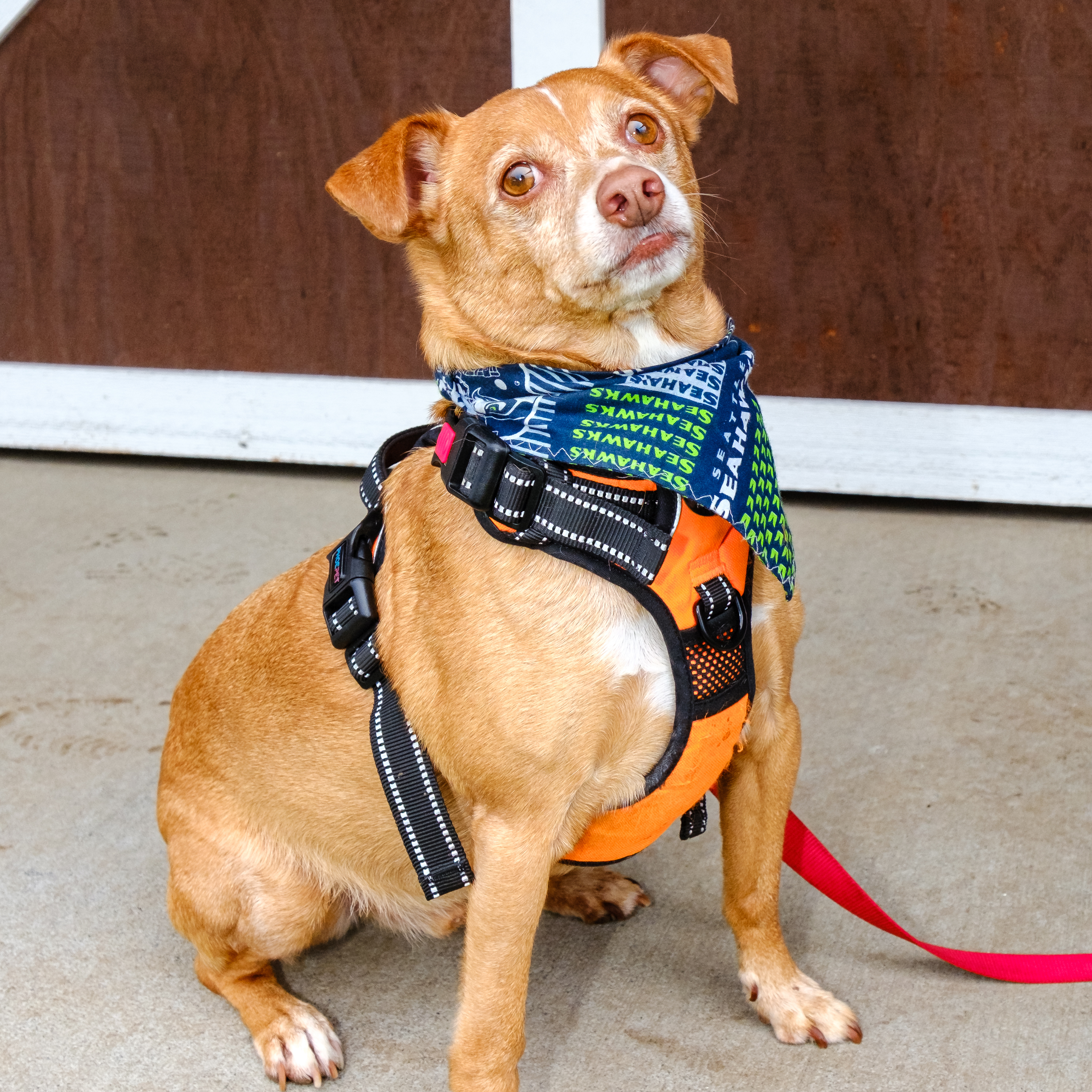 Enlarge REBEL, a Adoptable mixed breed in Graham, WA image 8/11