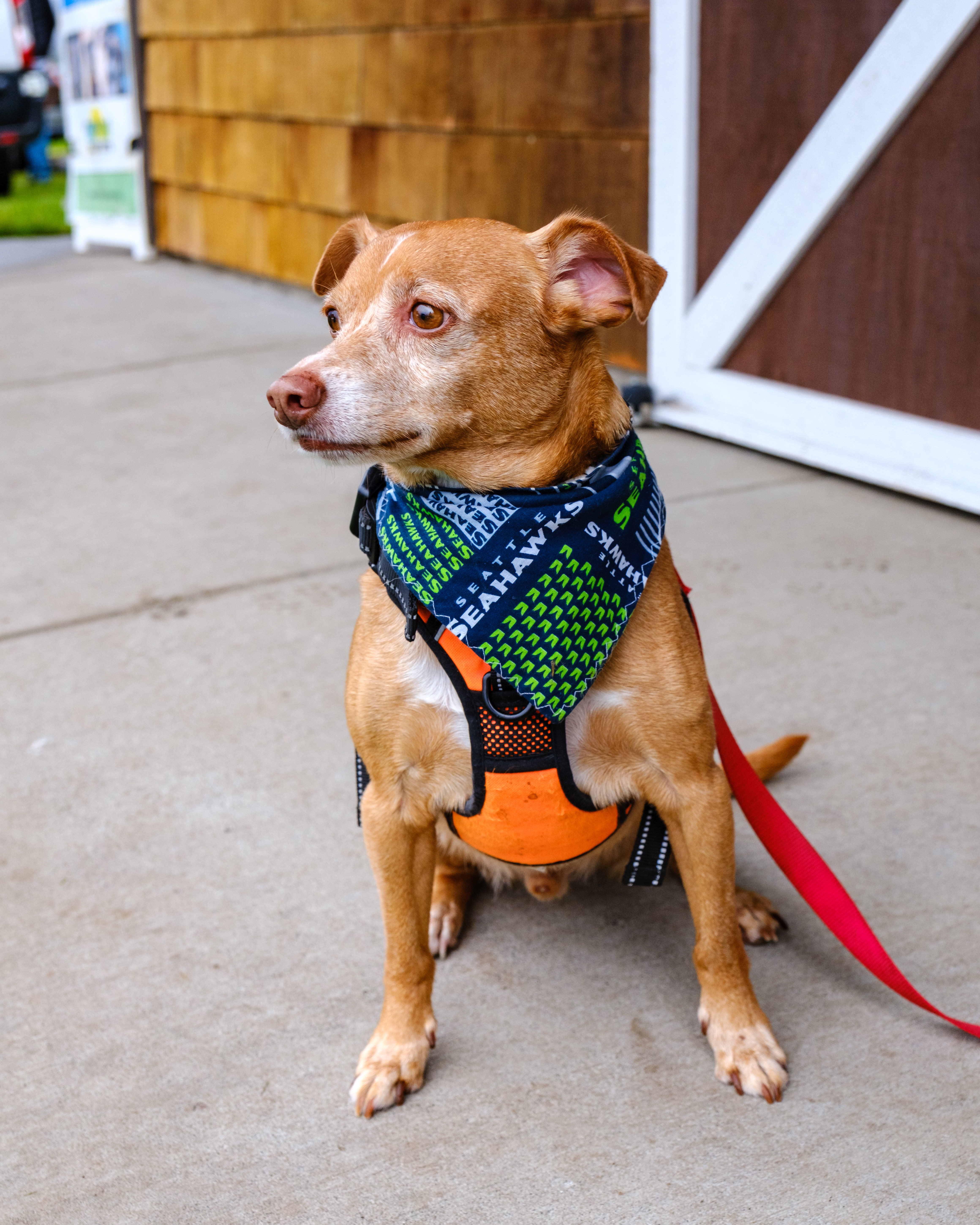 Enlarge REBEL, a Adoptable mixed breed in Graham, WA image 9/11