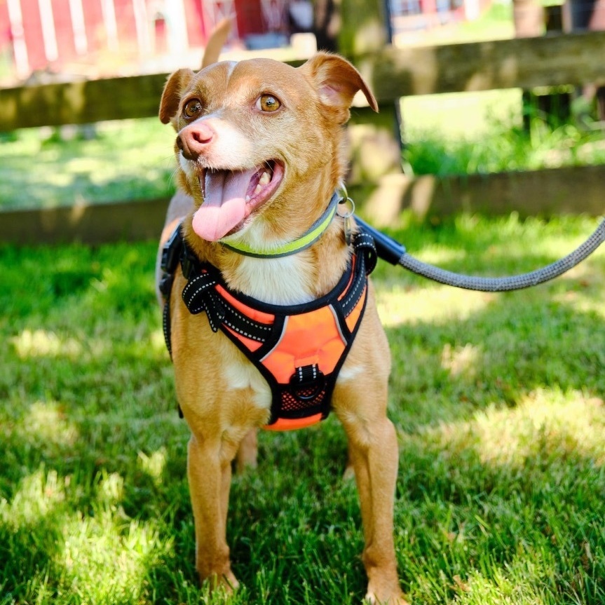 REBEL, Adoptable, Adult Male Terrier.