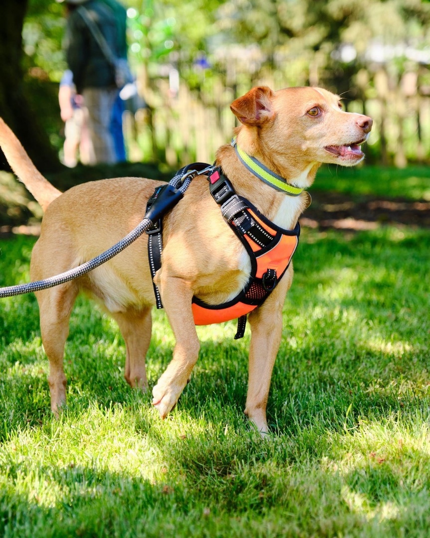 Enlarge REBEL, a Adoptable mixed breed in Graham, WA image 11/11