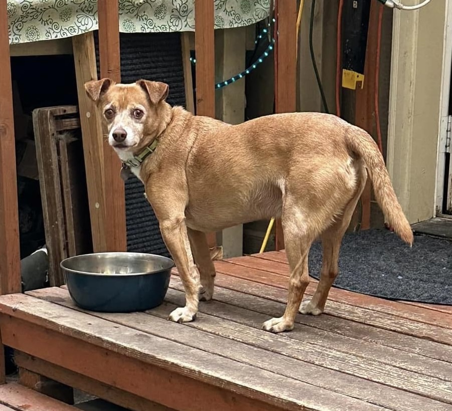 Enlarge REBEL, a Adoptable mixed breed in Graham, WA image 2/11
