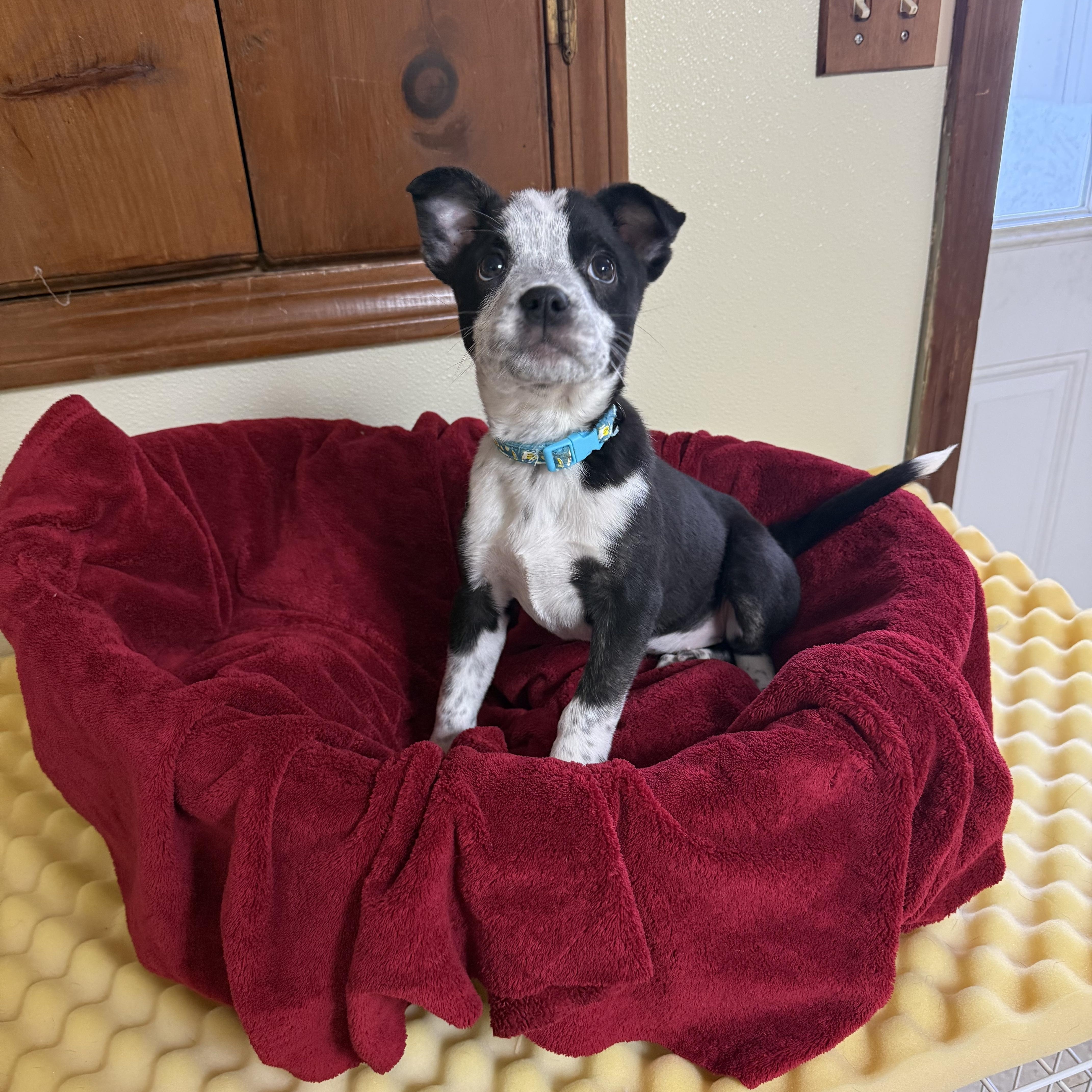 Enlarge Freckles , an adopted mixed breed in Douglas, MA image 2/4