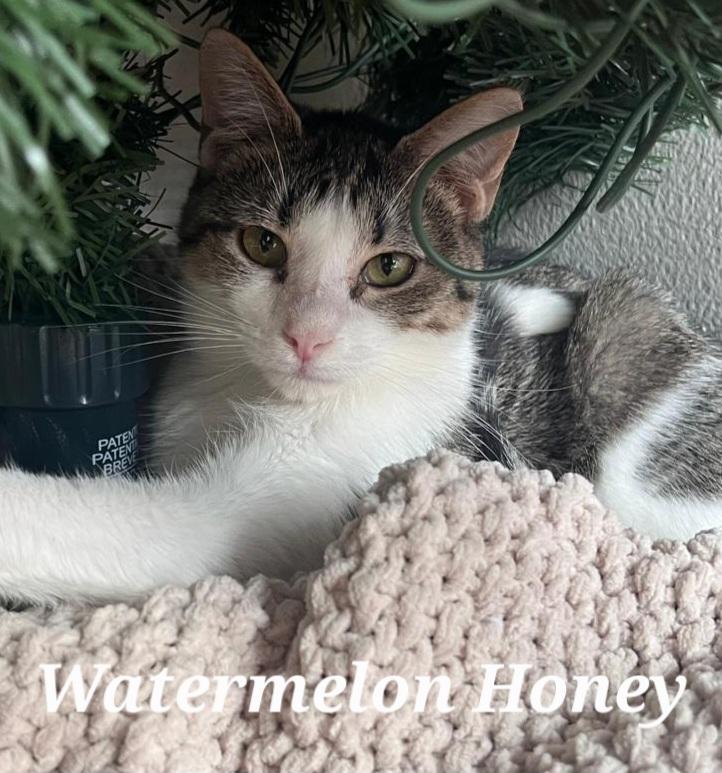 Watermelon Honey, ADOPTABLE, Kitten Female Tabby.