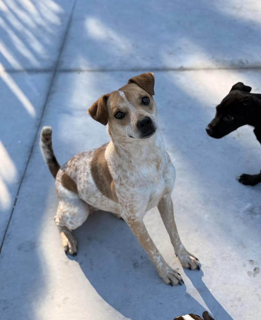 Skylar, ADOPTABLE, Young Female Cattle Dog.