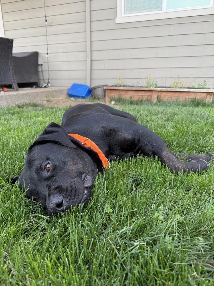 Enlarge Vinnie, a Adoptable mixed breed in Vancouver, WA image 1/3