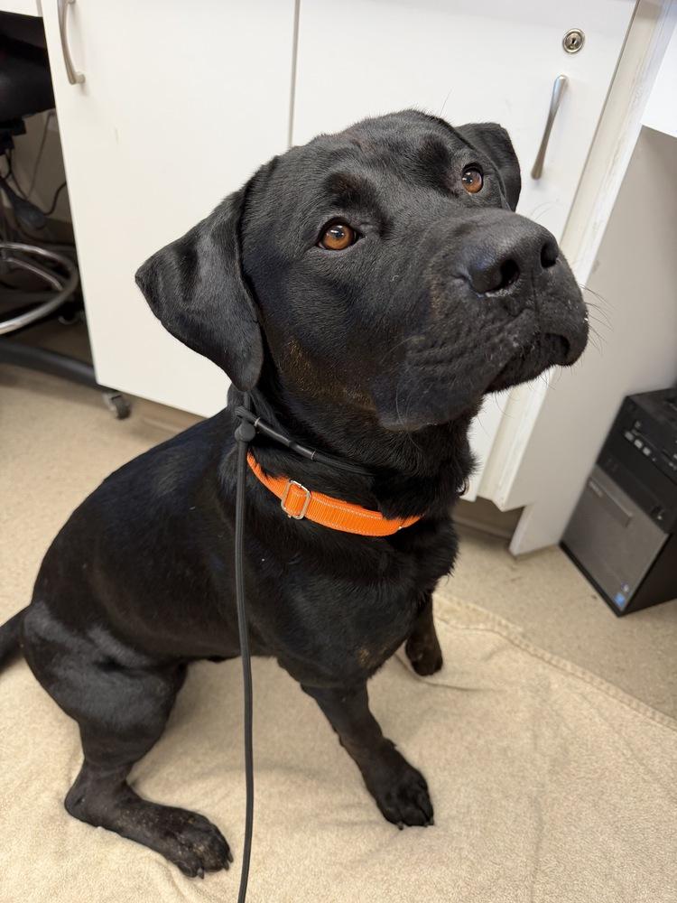Enlarge Vinnie, a Adoptable mixed breed in Vancouver, WA image 2/3