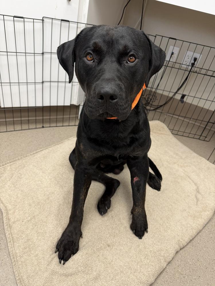 Enlarge Vinnie, a Adoptable mixed breed in Vancouver, WA image 3/3