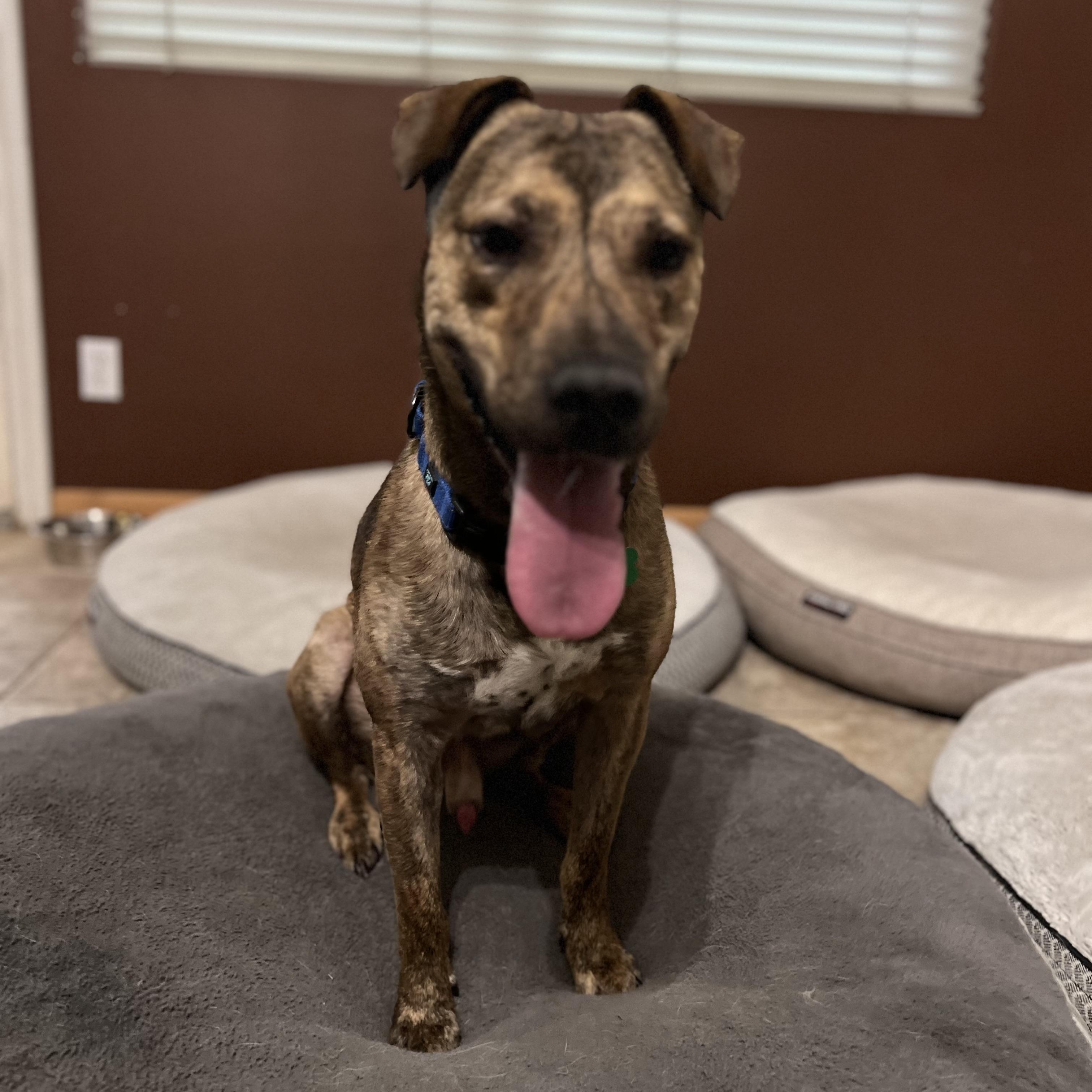 Enlarge Joey, a Adoptable mixed breed in MURRIETA, CA image 5/6