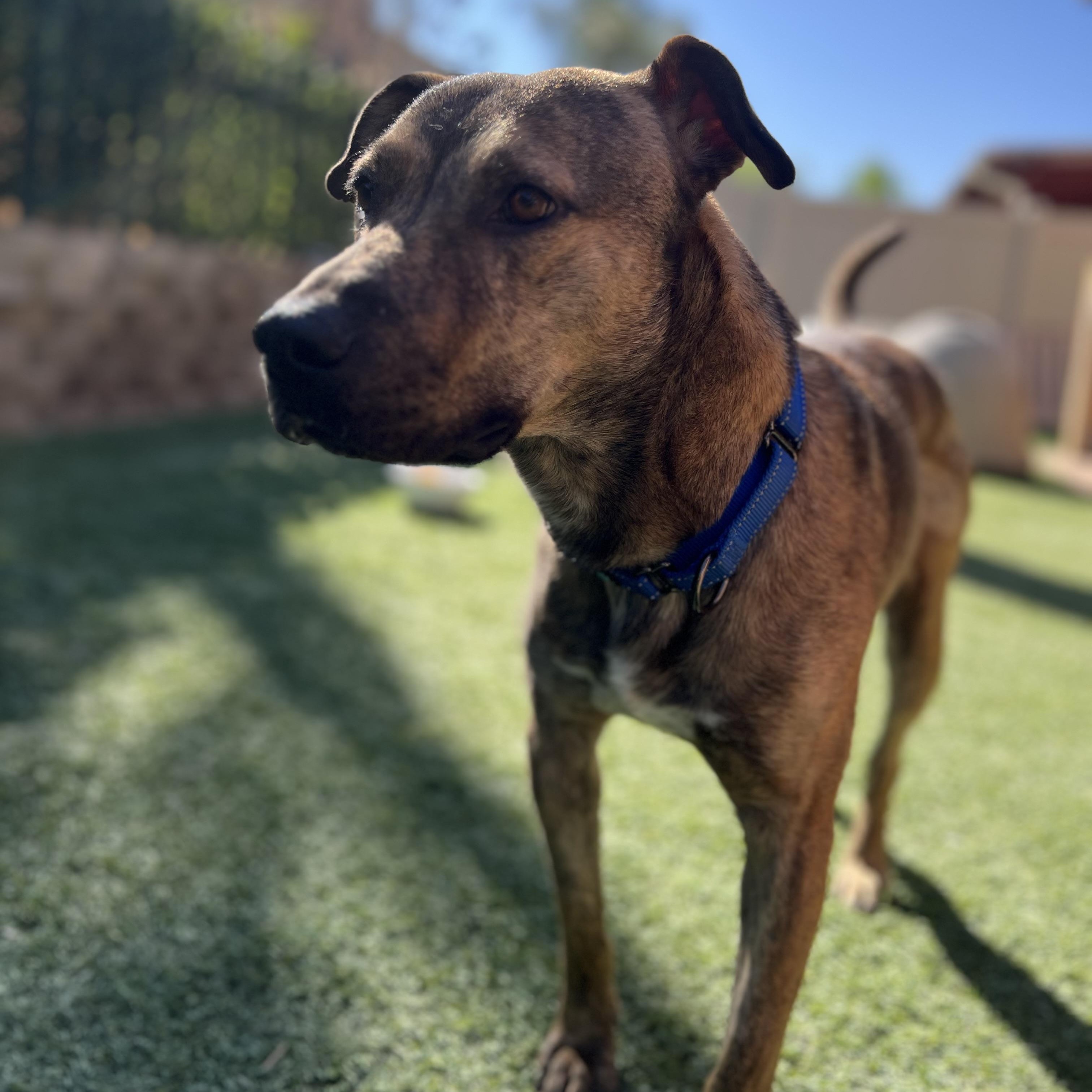 Enlarge Joey, a Adoptable mixed breed in MURRIETA, CA image 3/6