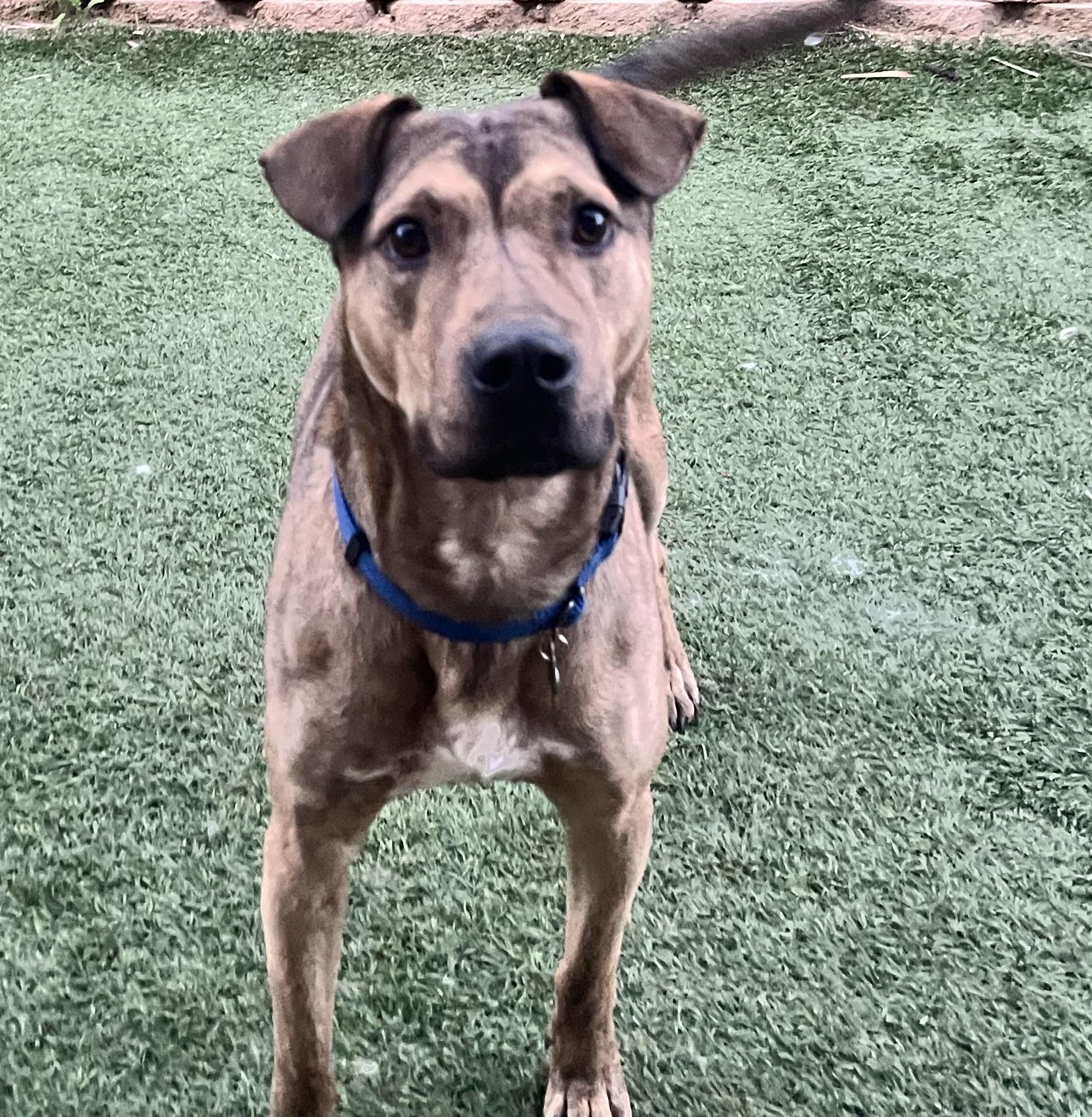 Joey, a Adoptable mixed breed in MURRIETA, CA image 1/5