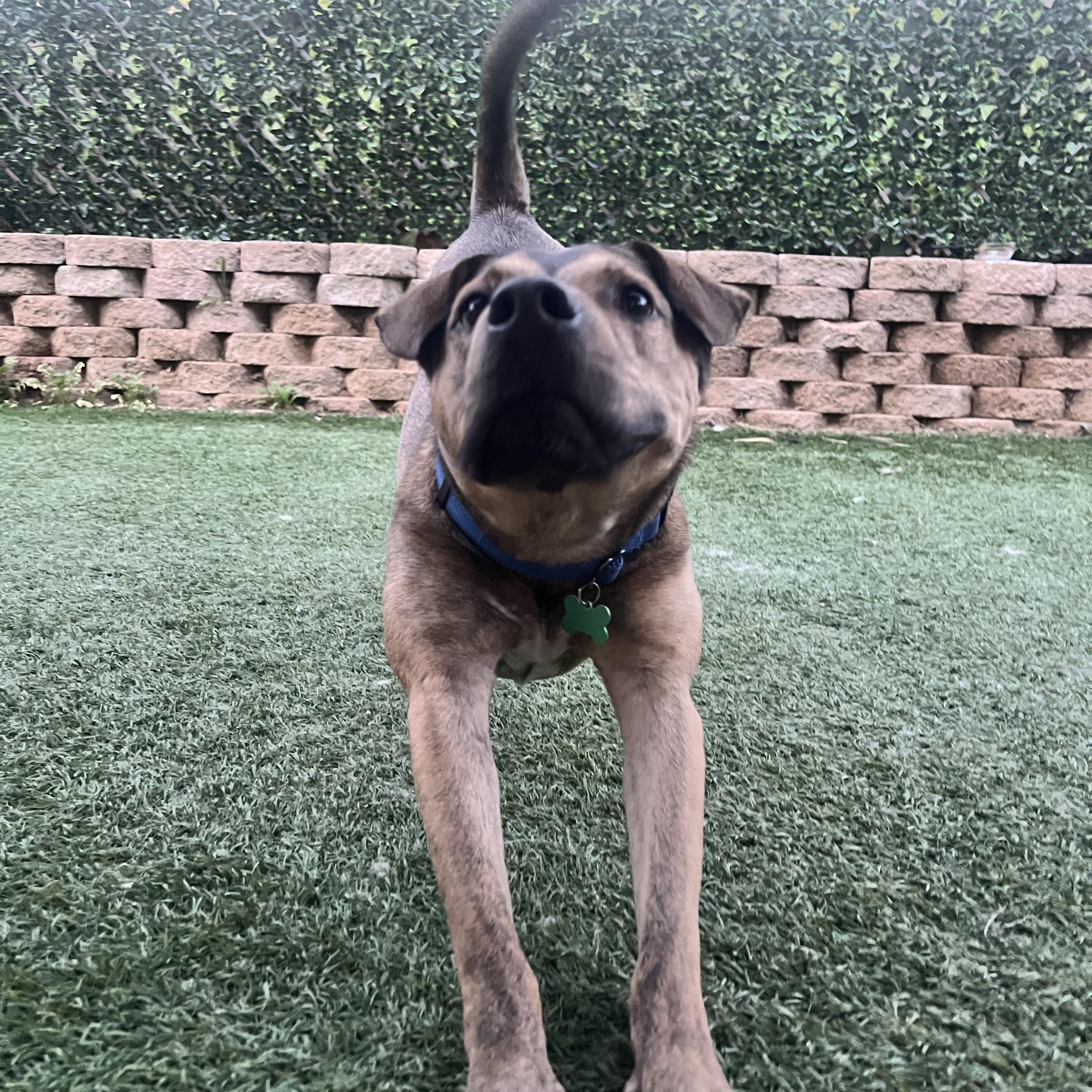 Joey, a Adoptable mixed breed in MURRIETA, CA image 5/5