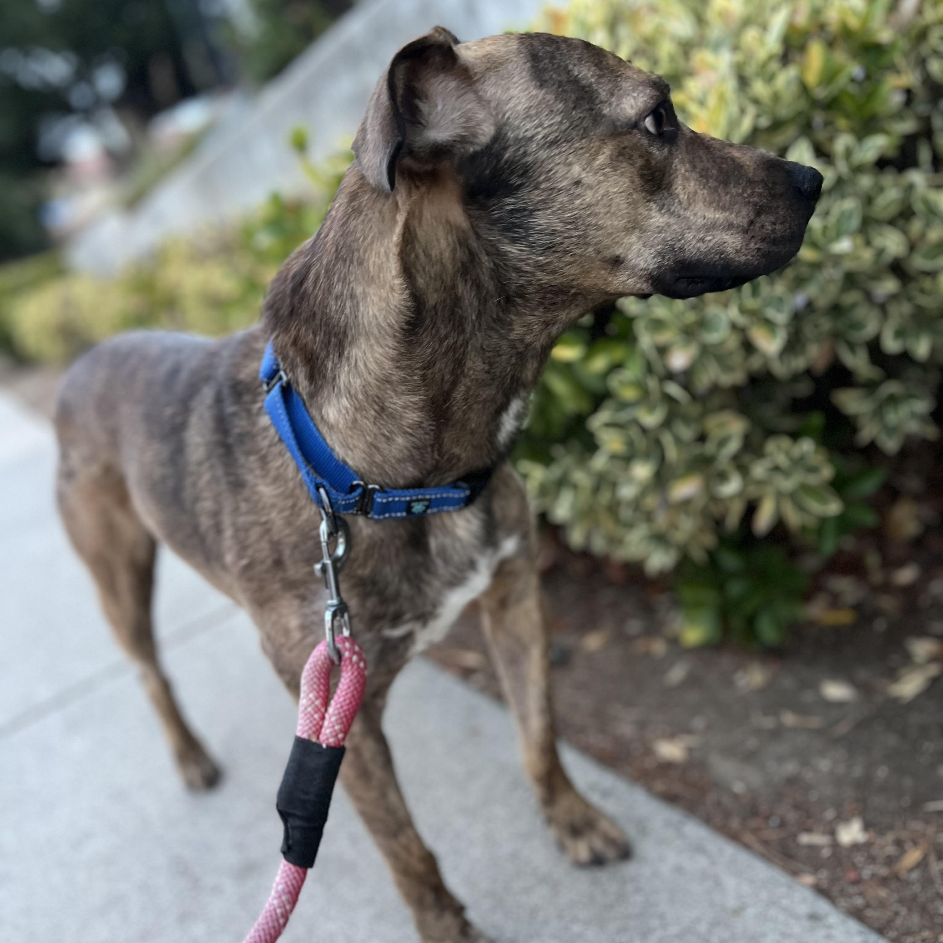 Enlarge Joey, a Adoptable mixed breed in MURRIETA, CA image 4/6