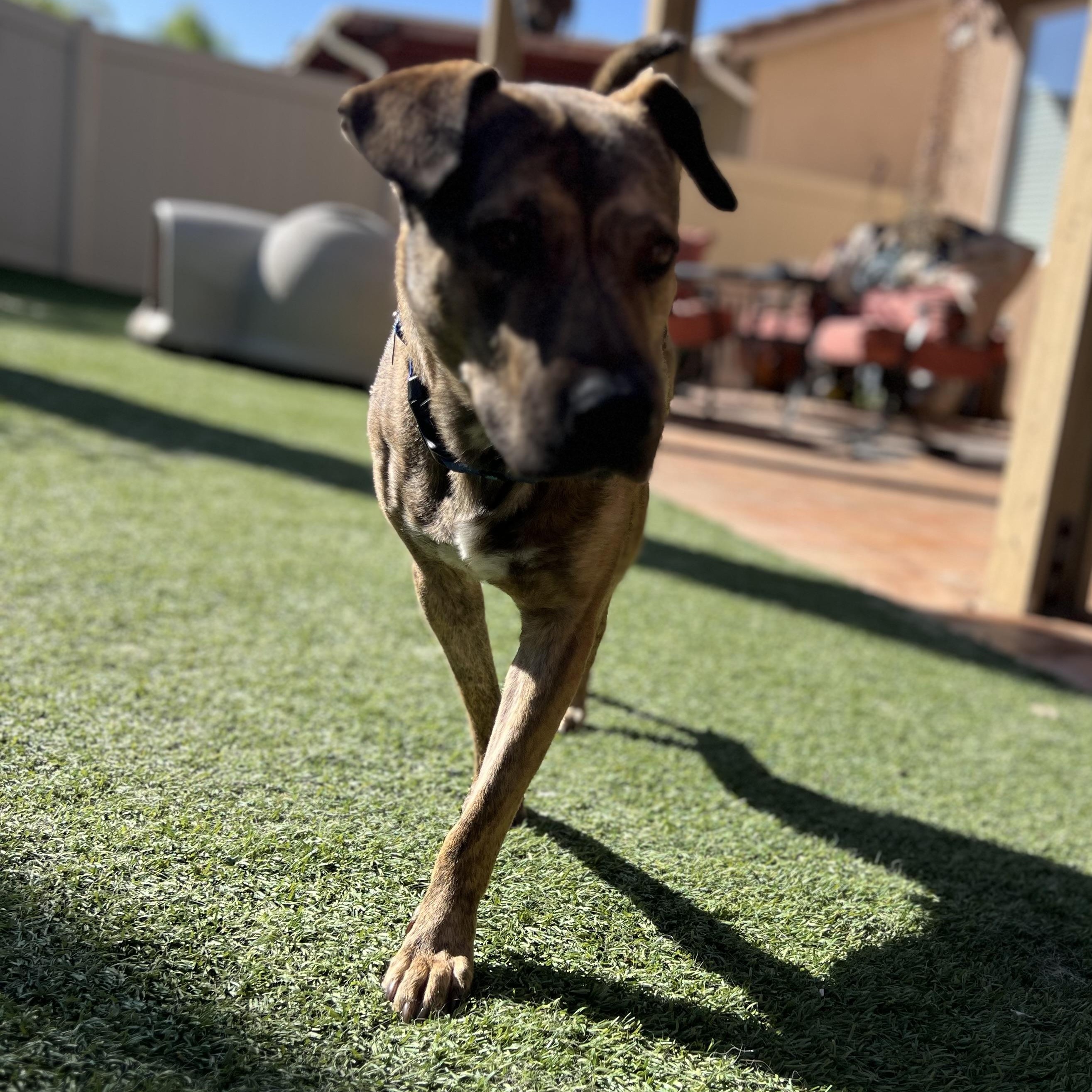 Enlarge Joey, a Adoptable mixed breed in MURRIETA, CA image 6/6