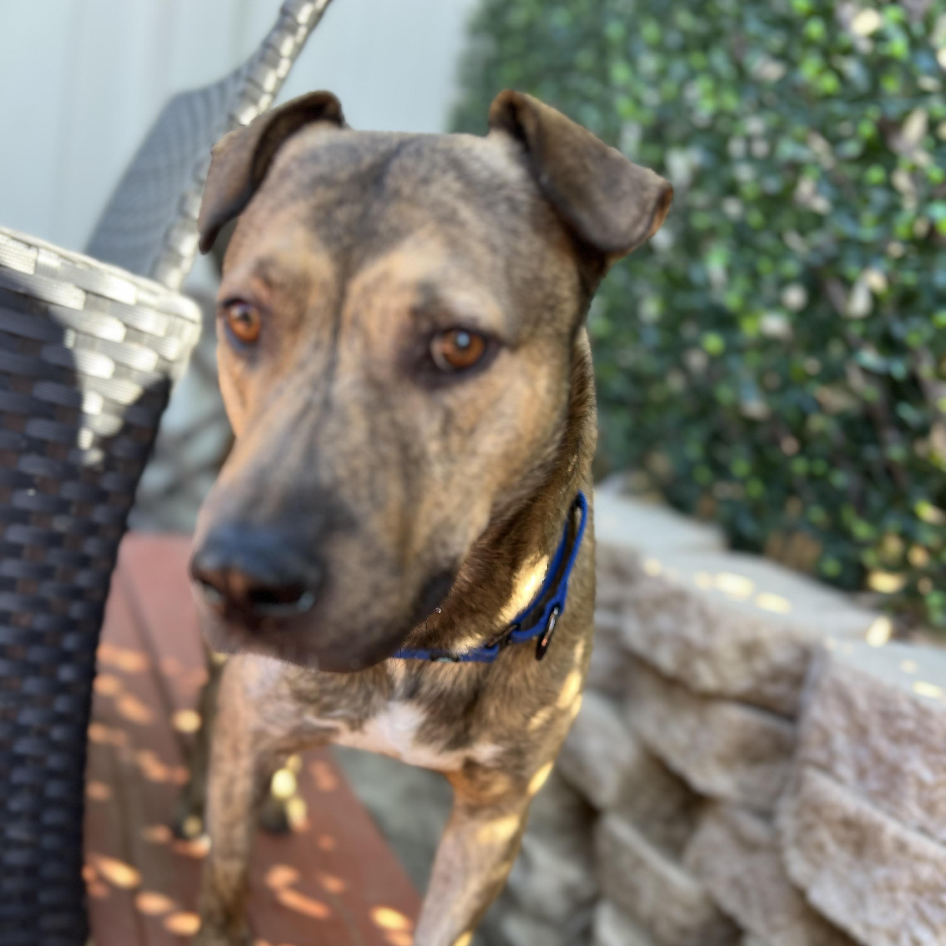 Joey, Adoptable, Young Male Mixed Breed.