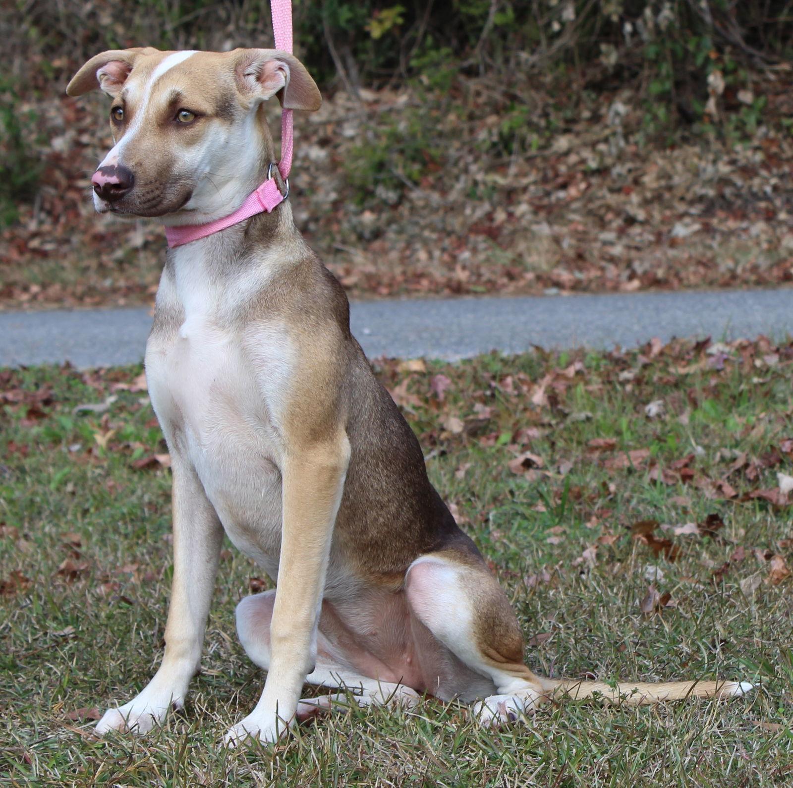Dalilah 42803, Adoptable, Young Female Terrier & Husky.