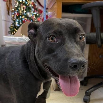 Enlarge Tasha, a Adoptable Pit Bull Terrier in Jacksonville, AR image 1/1