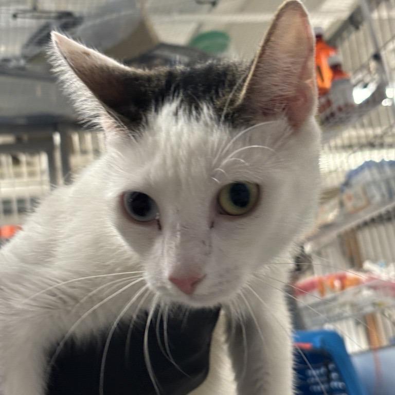 Enlarge Yin, a Adoptable Domestic Short Hair in Hampton Bays, NY image 1/5