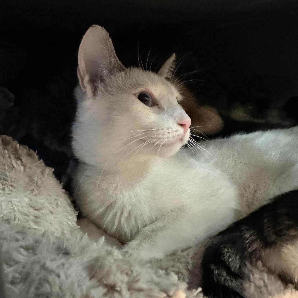 Enlarge Yin, a Adoptable Domestic Short Hair in Hampton Bays, NY image 2/5