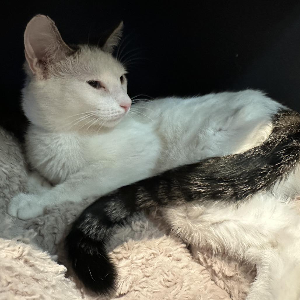 Enlarge Yin, a Adoptable Domestic Short Hair in Hampton Bays, NY image 3/5