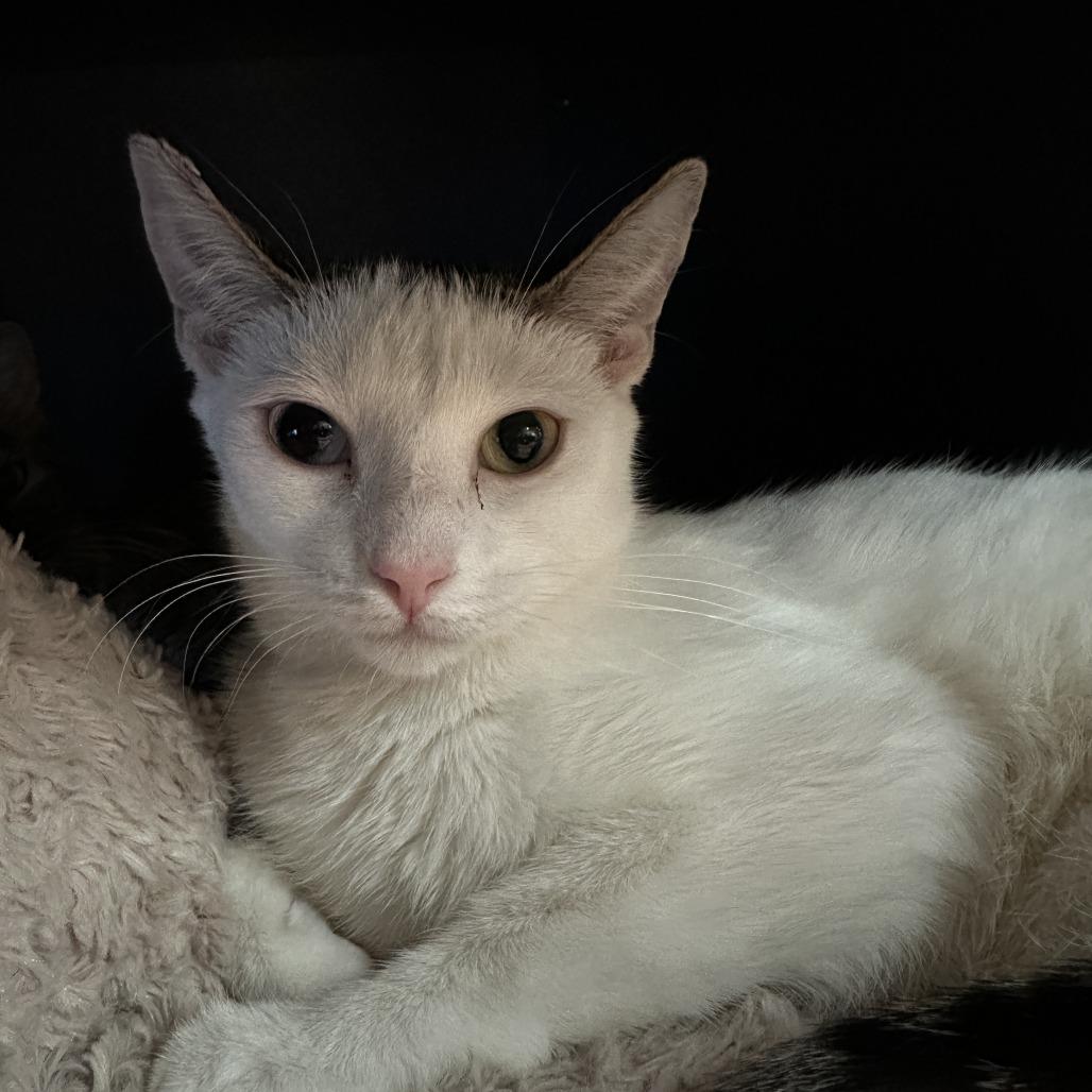 Enlarge Yin, a Adoptable Domestic Short Hair in Hampton Bays, NY image 4/5