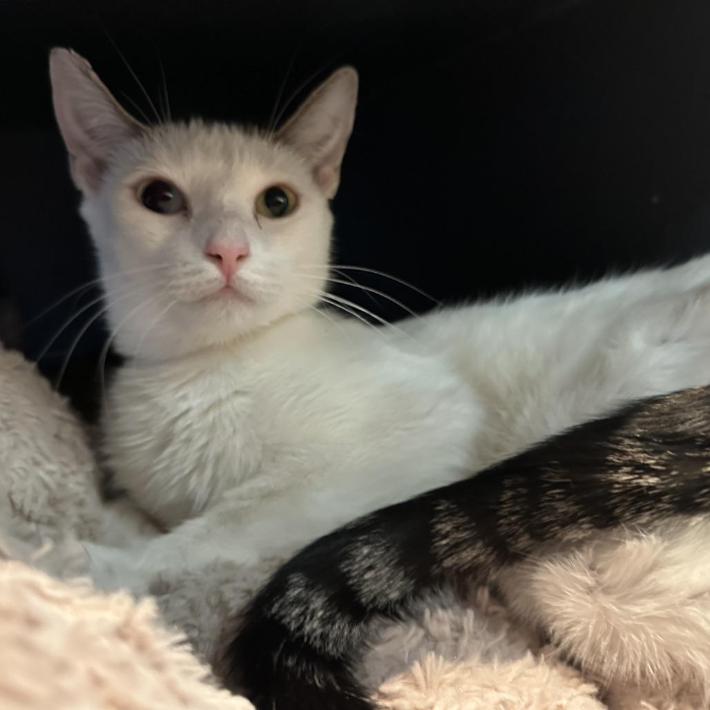 Enlarge Yin, a Adoptable Domestic Short Hair in Hampton Bays, NY image 5/5