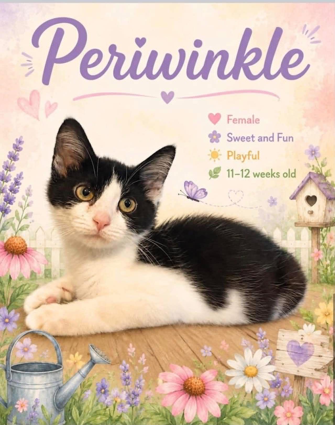 Enlarge Periwinkle, an adopted Domestic Short Hair in Cortland, OH image 1/1