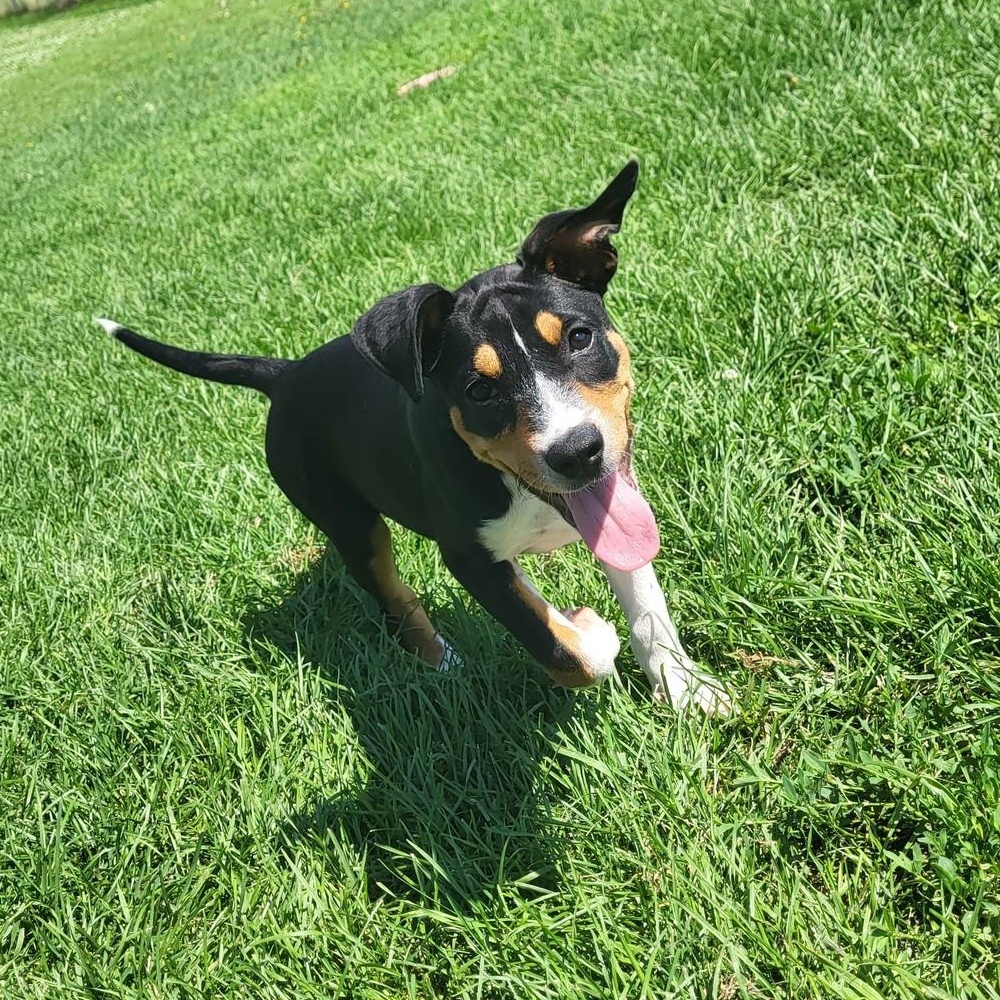 Noodle, an adoptable Hound in Chilton, WI, 53014 | Photo Image 1